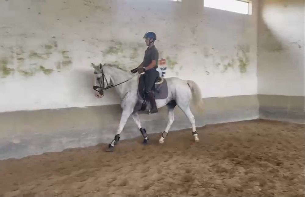 P S Lusitano castrado