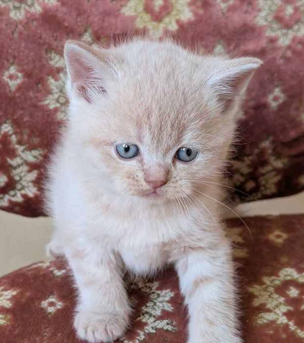 шикарний шотландський котик кремовий таббі