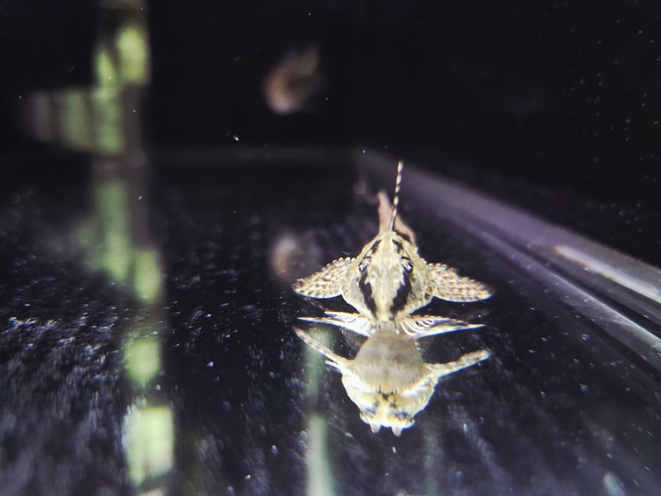 Loricaria rio ATABAPO