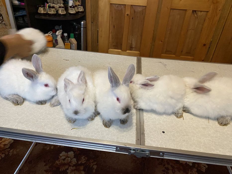 Кролики Каліфорнія