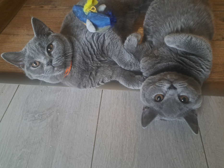 Brytyjskie Krótkowłose