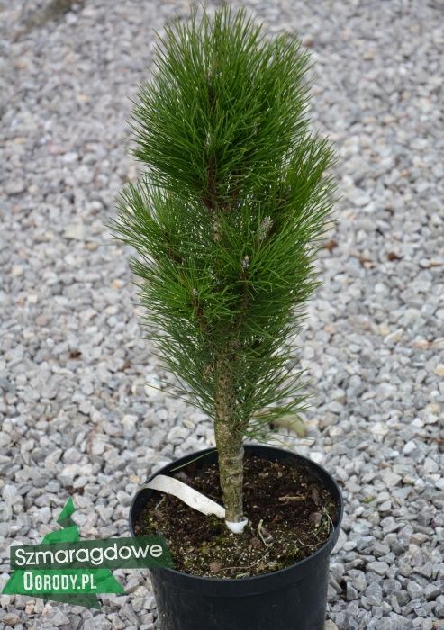 Sosna czarna GREEN TOWER kolumnowa NA SZPALER C5 40cm wysyłamy