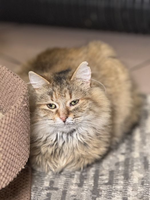 Скромная Пушинка ищет дом