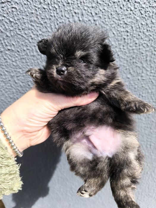 Spitz Anão Lulu da Pomerânia Mini. Menino
