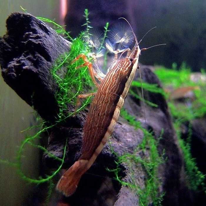 Krewetka filtrująca XL, Sklep akwarystyczno-zoologiczny AKWAREKS