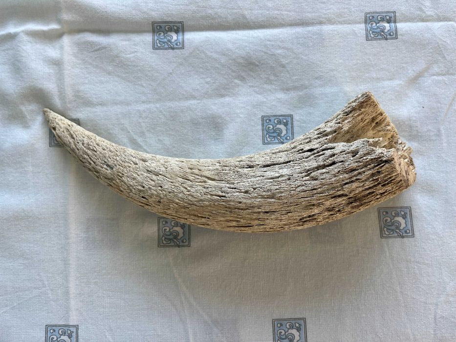 Corno / chifre grande e conservado