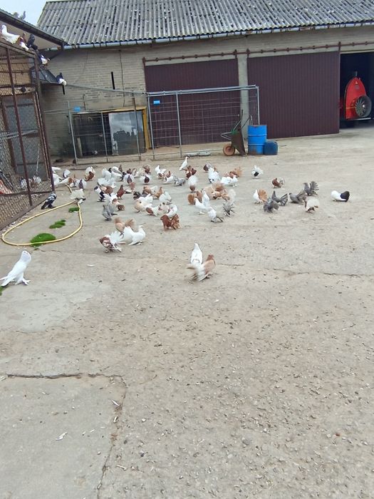 Pawiki pawiki indyjskie garłacze.