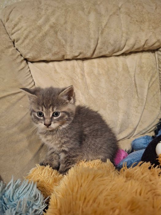 Кішечка, кошеня, котик, Первомайськ Миколаївська обл.
