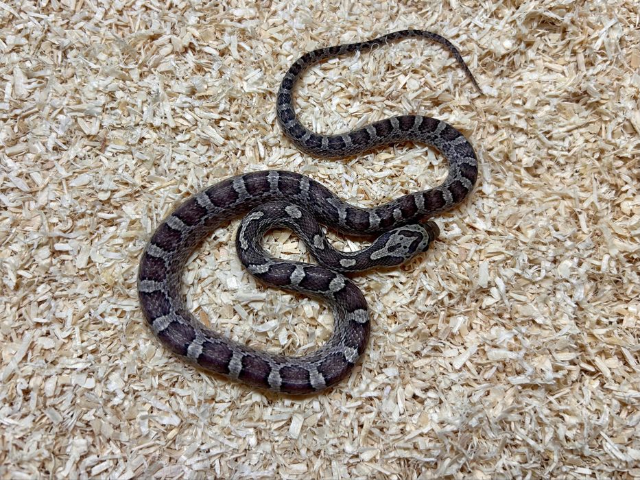 Wąż zbożowy Pantherophis guttatus mlode 30-45cm