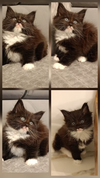Maine coon do rezerwacji piękny kot