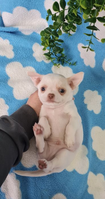 Excelente mini menino Chihuahua/Chiuaua Linhagem Russa,Qualidade