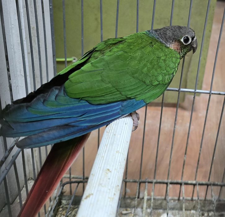 Pyrrhuras casal pronto a criar