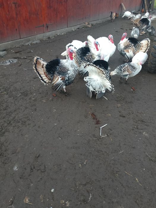 Домашні качки та гуси,