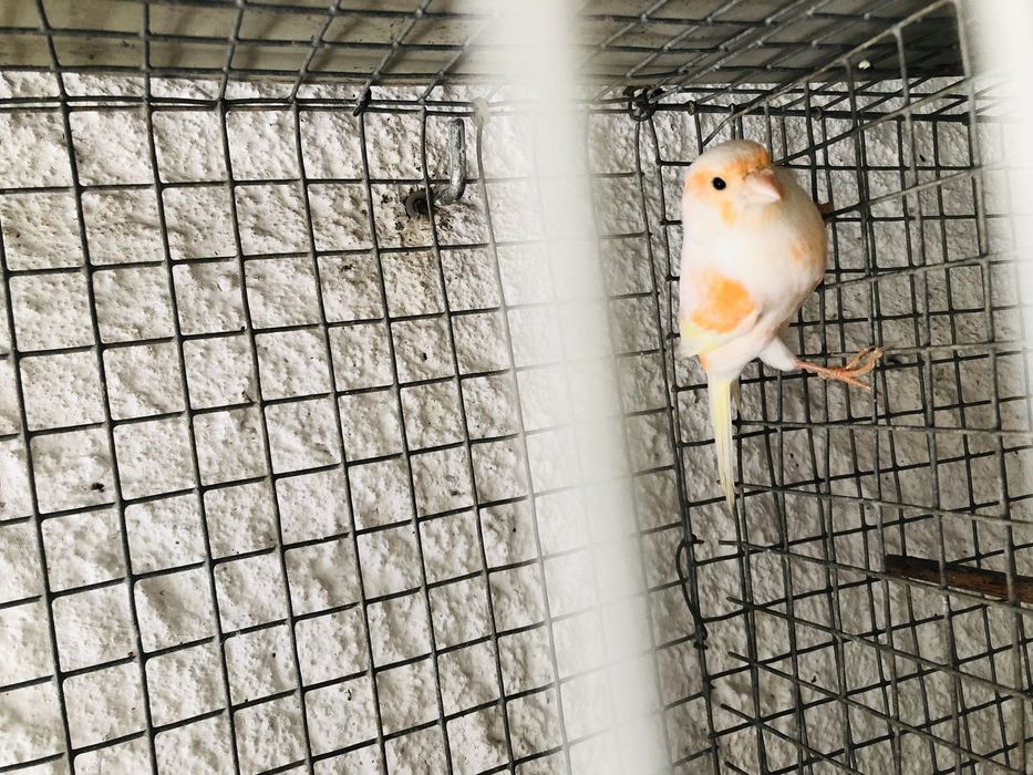 Canarios nevados e asa branca alguns disponiveis