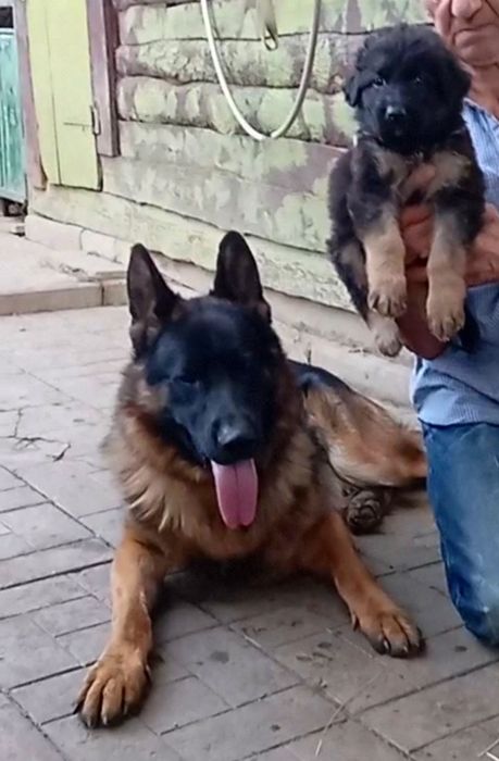 Малыши из питомника.