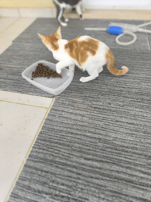 Gatinhos para doar