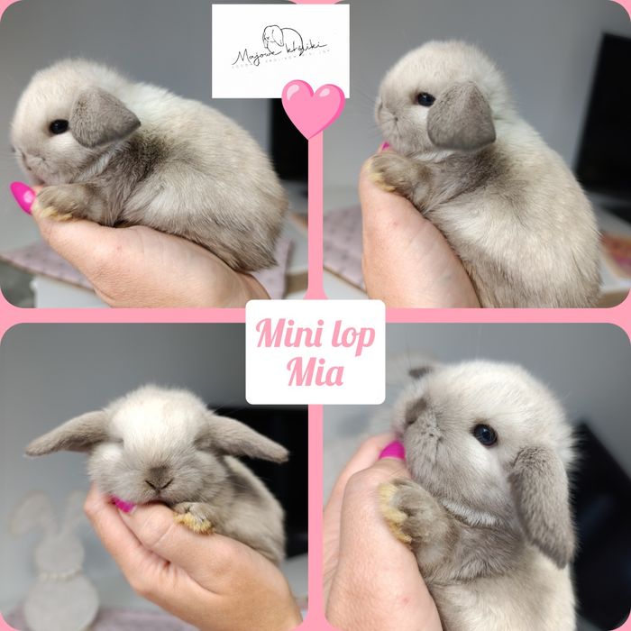 Królik króliczek mini lop hodowla zarejestrowana