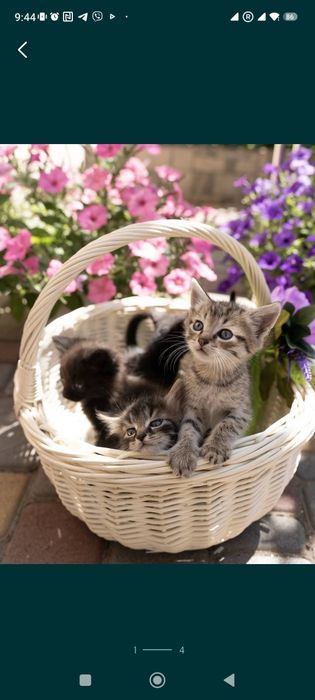 Красивые котята бесплатно