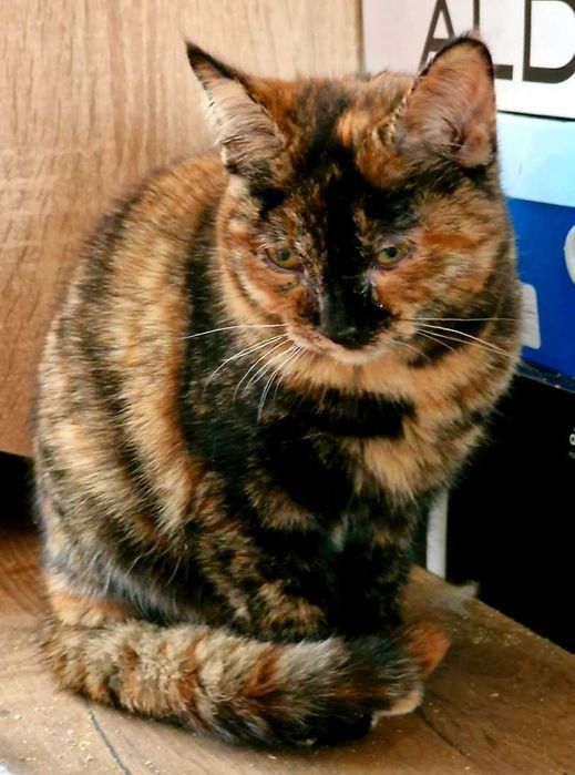 Кошеня шукає дім