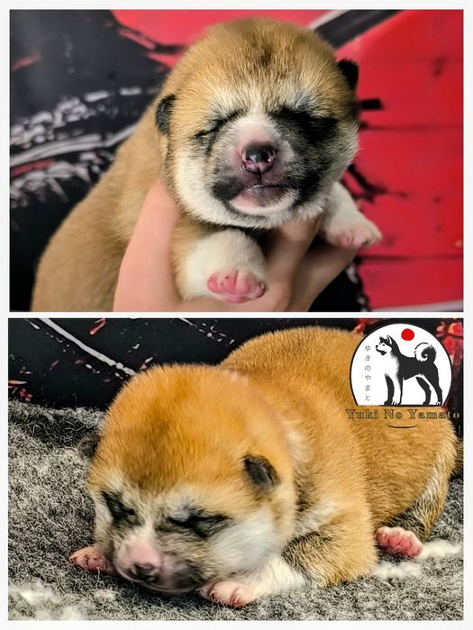 Akita Inu japońska ZKwP/FCI
