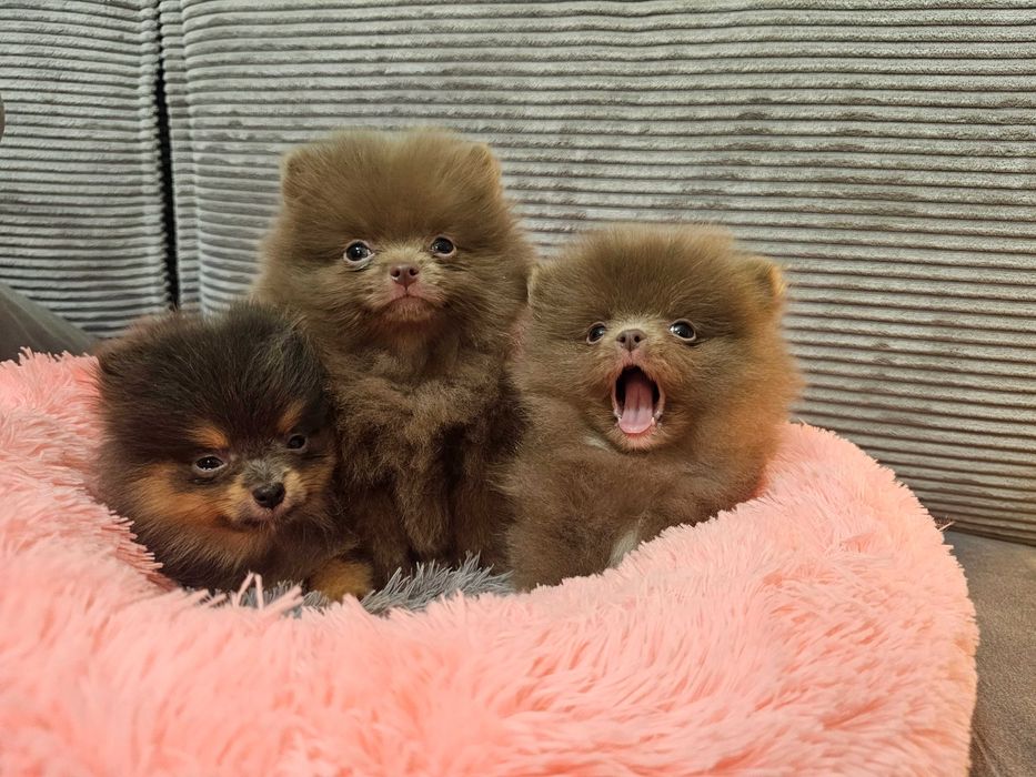 Szpic liliowy  piesek