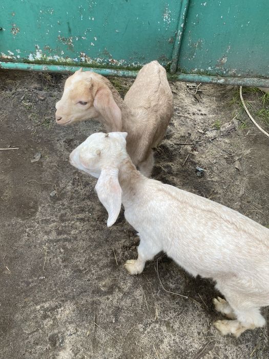 Козенята нубійської породи(кози нубійкі)