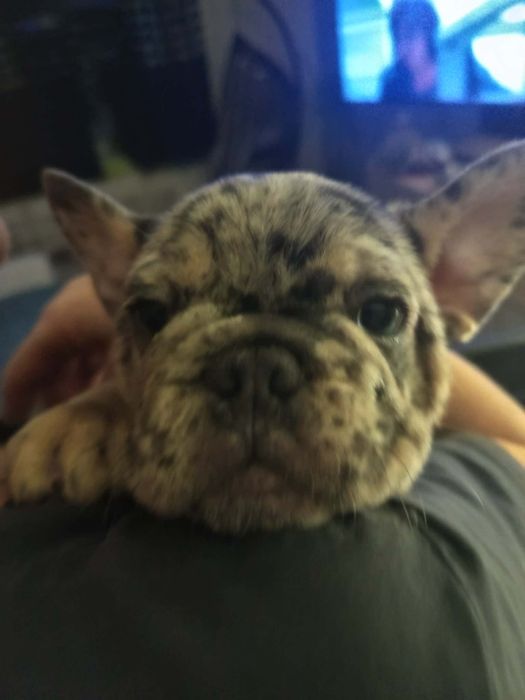 Buldożek francuski.