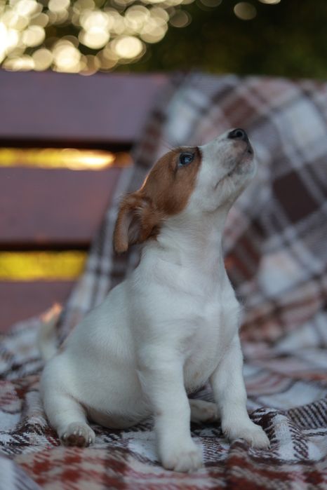 Cappuccino z charakterem – wyjątkowy Jack Russell Terrier chłopiec