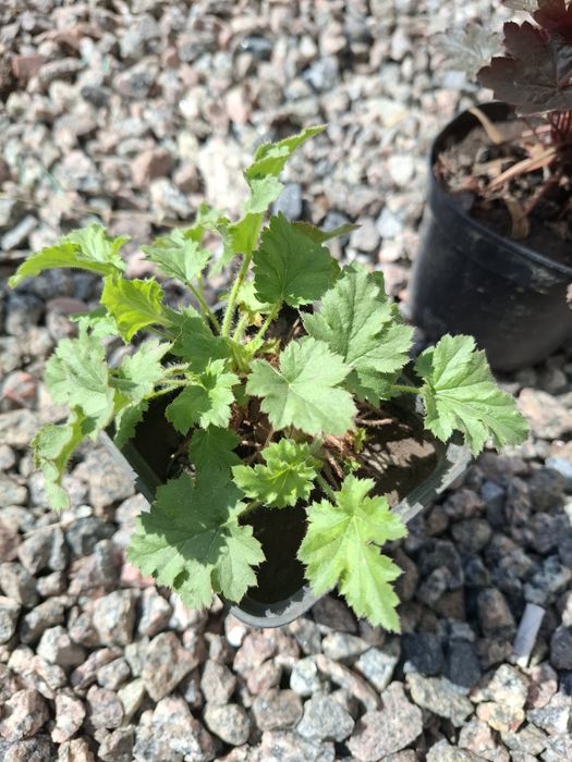 Гейхера, гейхера