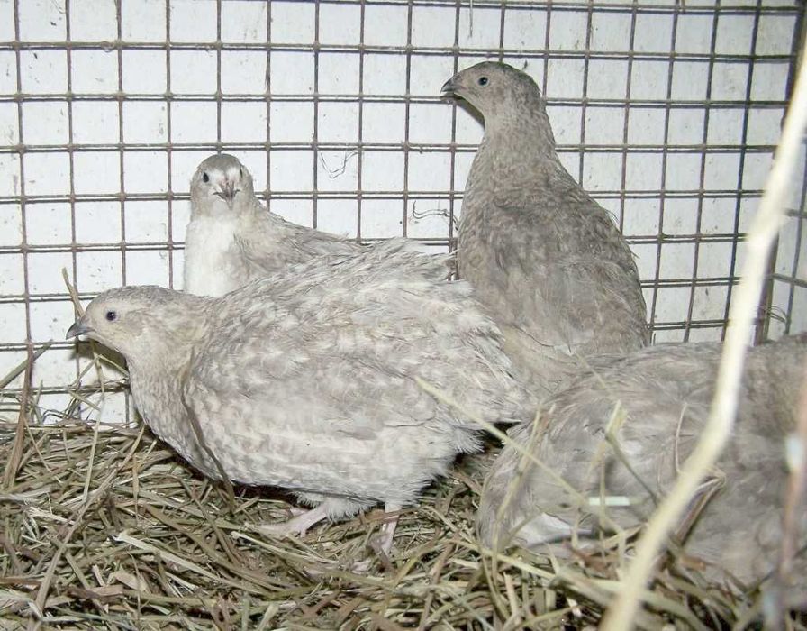 Jaja lęgowe przepiórek rasowych