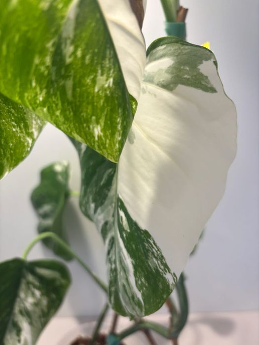 A1 - Monstera Variegata - cała roślina