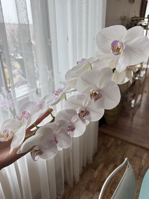 Орхидея фаленопсис Афродиты. 70*50 см.