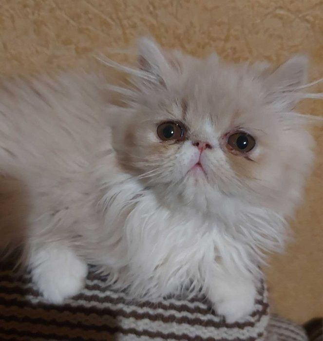 Персидский мальчик