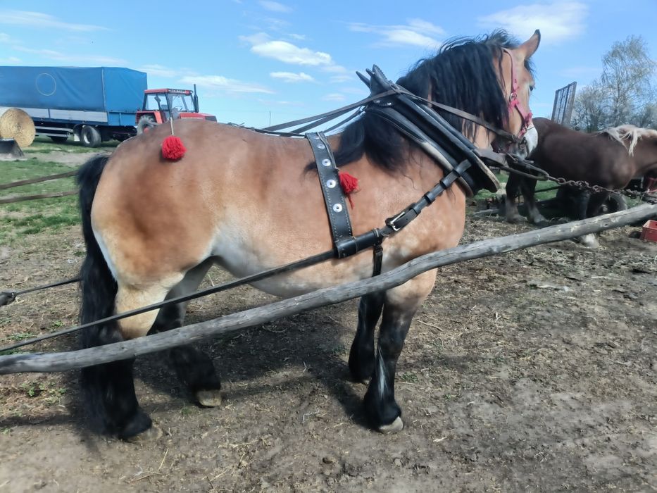 Klacz źrebna,zaprzęgana