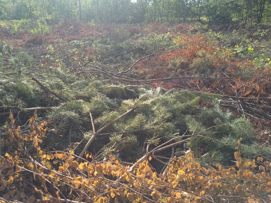 Gałęzie na zrębki