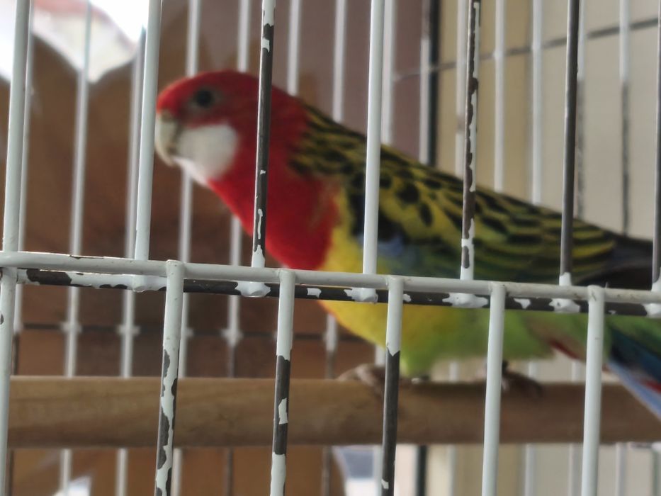 Rosela, pyrruras, ring necks