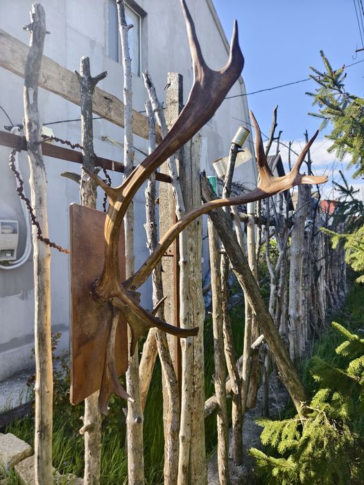 Рога  Оленя  (под лаком)