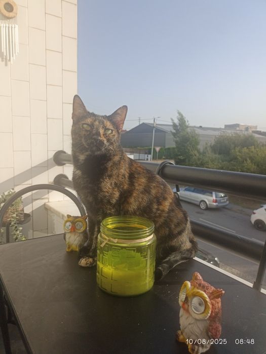 Hotel e Petsitting Patas & Bigodes