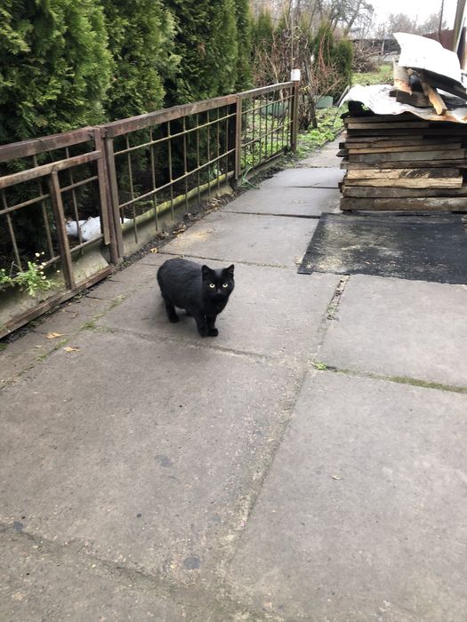 Віддам кошенят у добрі руки! ( плямисту кицю забрали)