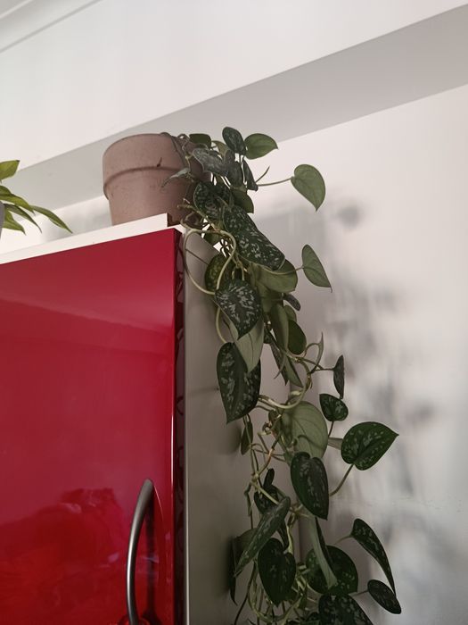 Vendo cortes planta scindapsus