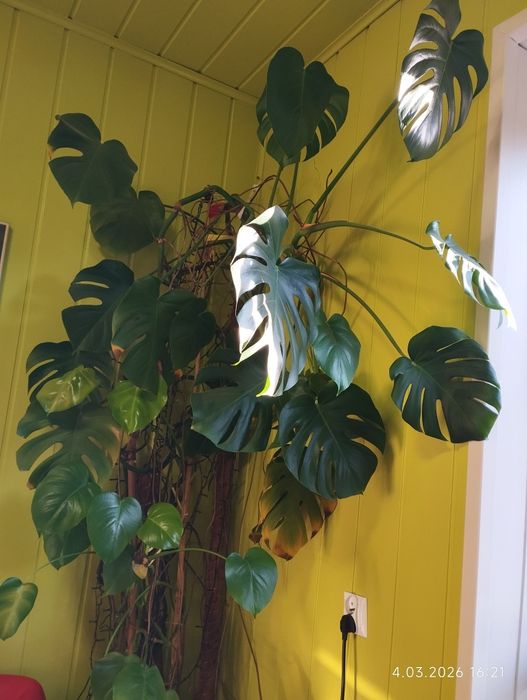 Monstera Bardzo Wysoka 2m 40cm