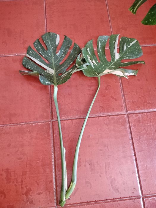 Monstera Variegata Cutting