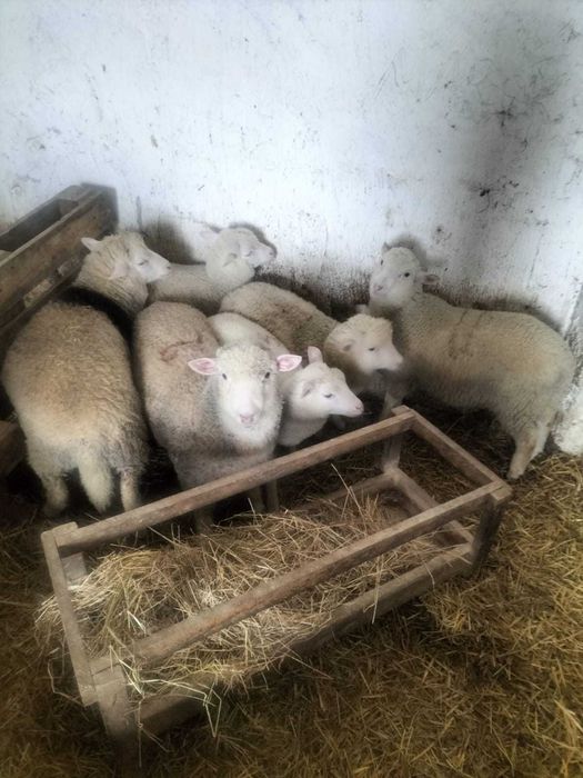 Sprzedam 3-msc jagnięta