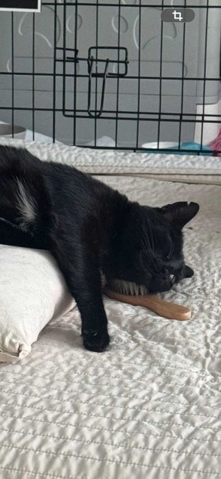 Charlie - Kot rodem z Hiszpanii szuka swojego człowieka