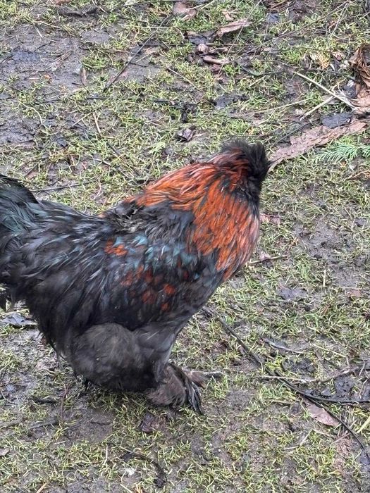 Koguty koguciki sprzedam