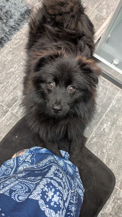 Spitz de 9 Meses para Adoção Vacinado, com Chip e Acessórios