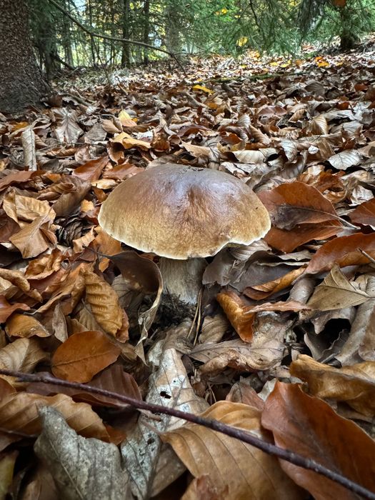 Грибова приправа