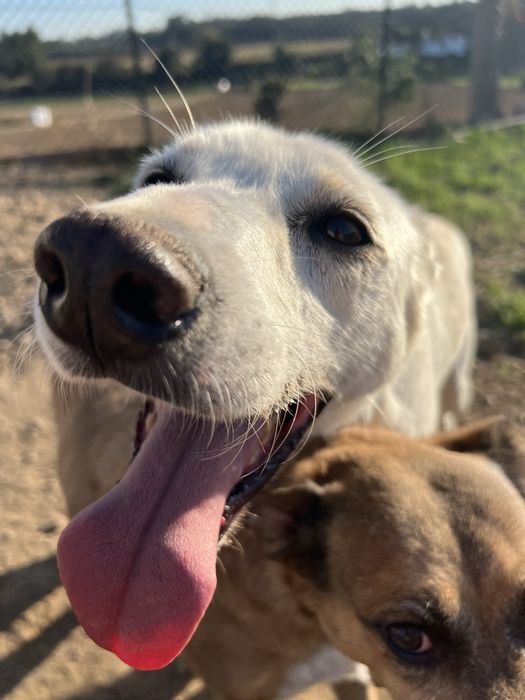 DODDY - cão para adoção responsável
