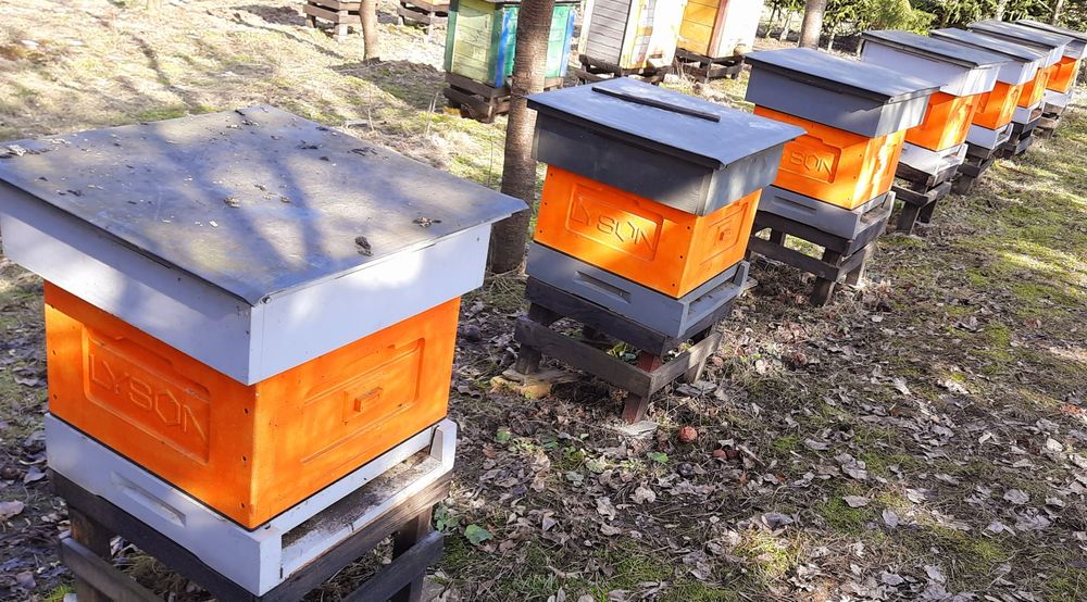 Ule wielkopolskie korpusowe