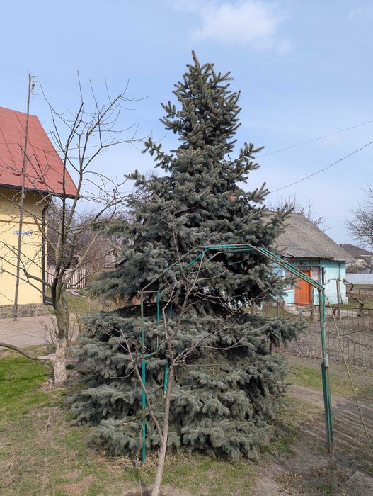 Жива блакитна ялинка 6м